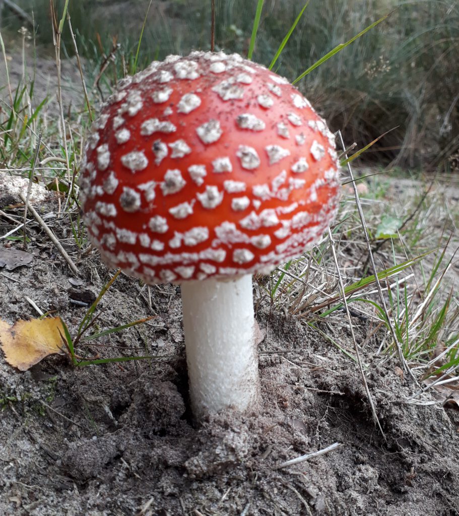 kabouter paddenstoel